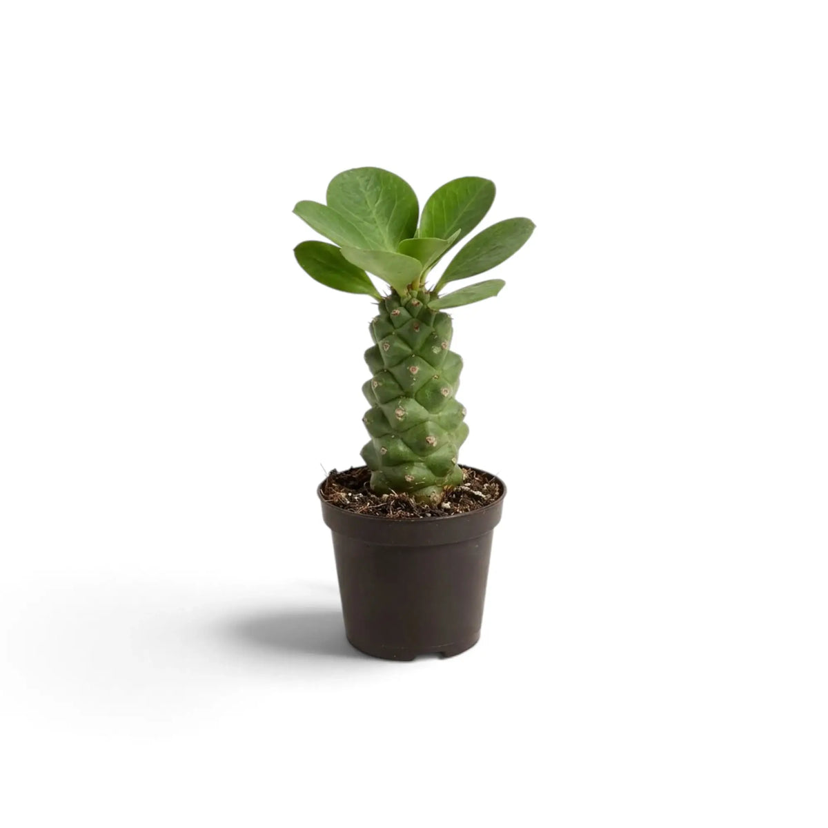 Euphorbia ritchiei with a knobbly green stem and oval leaves in a dark brown pot