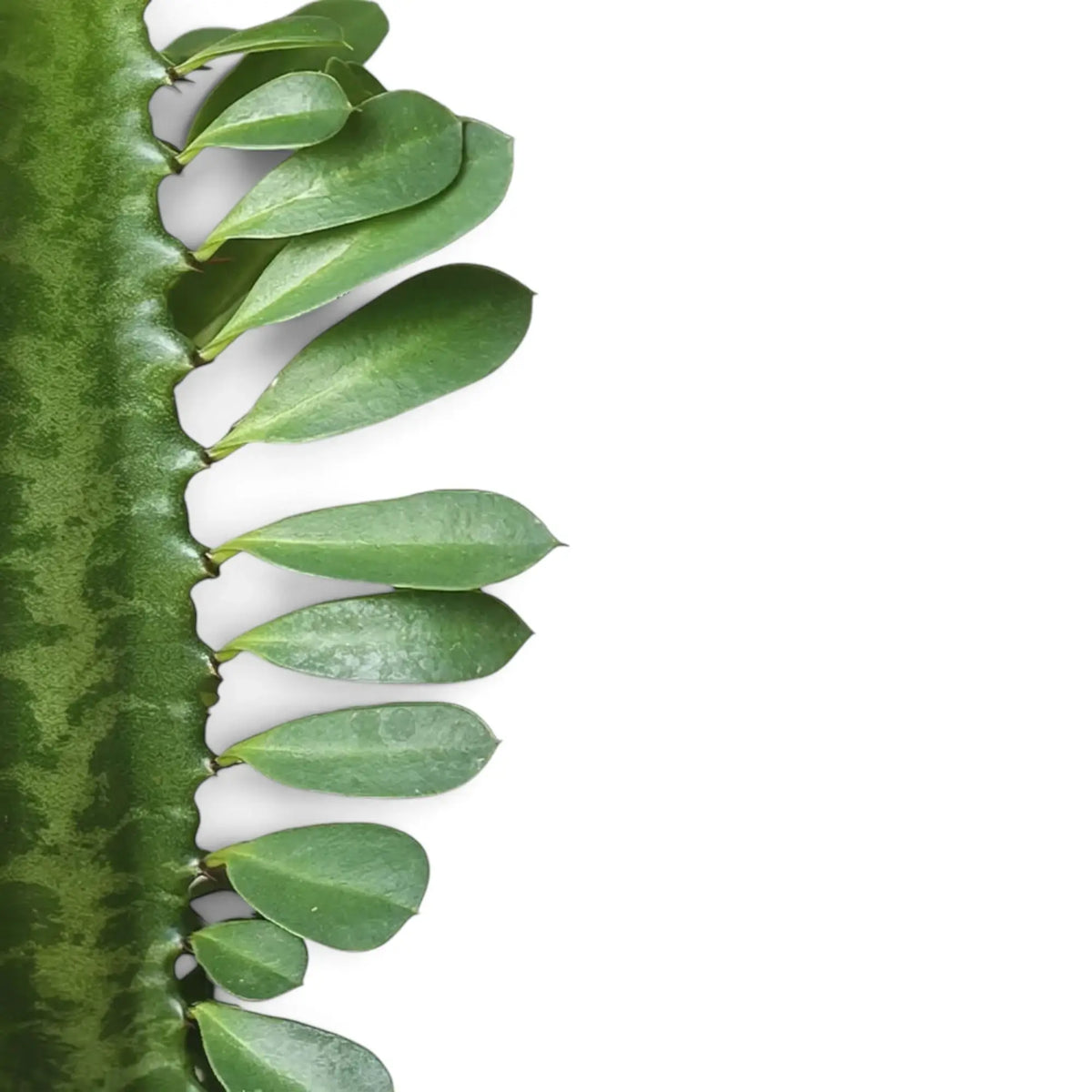 Oval green leaves growing along the spiny edge of a Euphorbia trigona stem