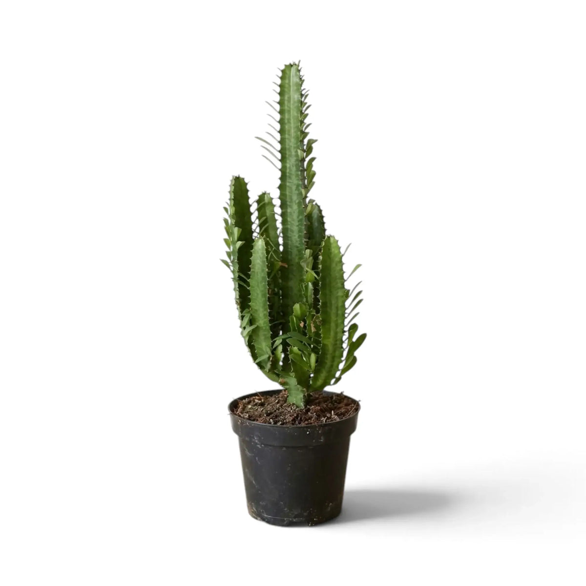 Tall Euphorbia trigona with multiple ribbed green columns in a black nursery pot
