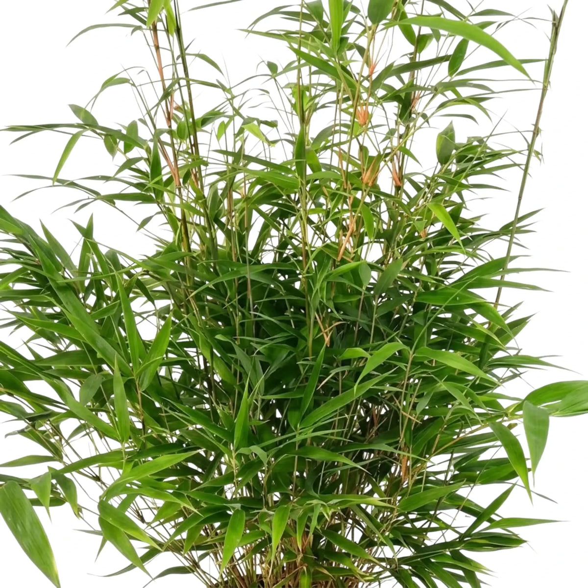 Dense Fargesia 'Formidable' bamboo foliage with slim canes and pointed green leaves