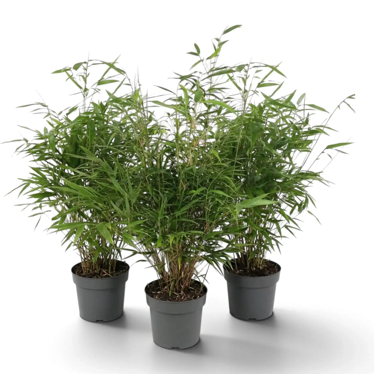 Three potted Fargesia 'Formidable' bamboo plants with bushy sprays of narrow leaves