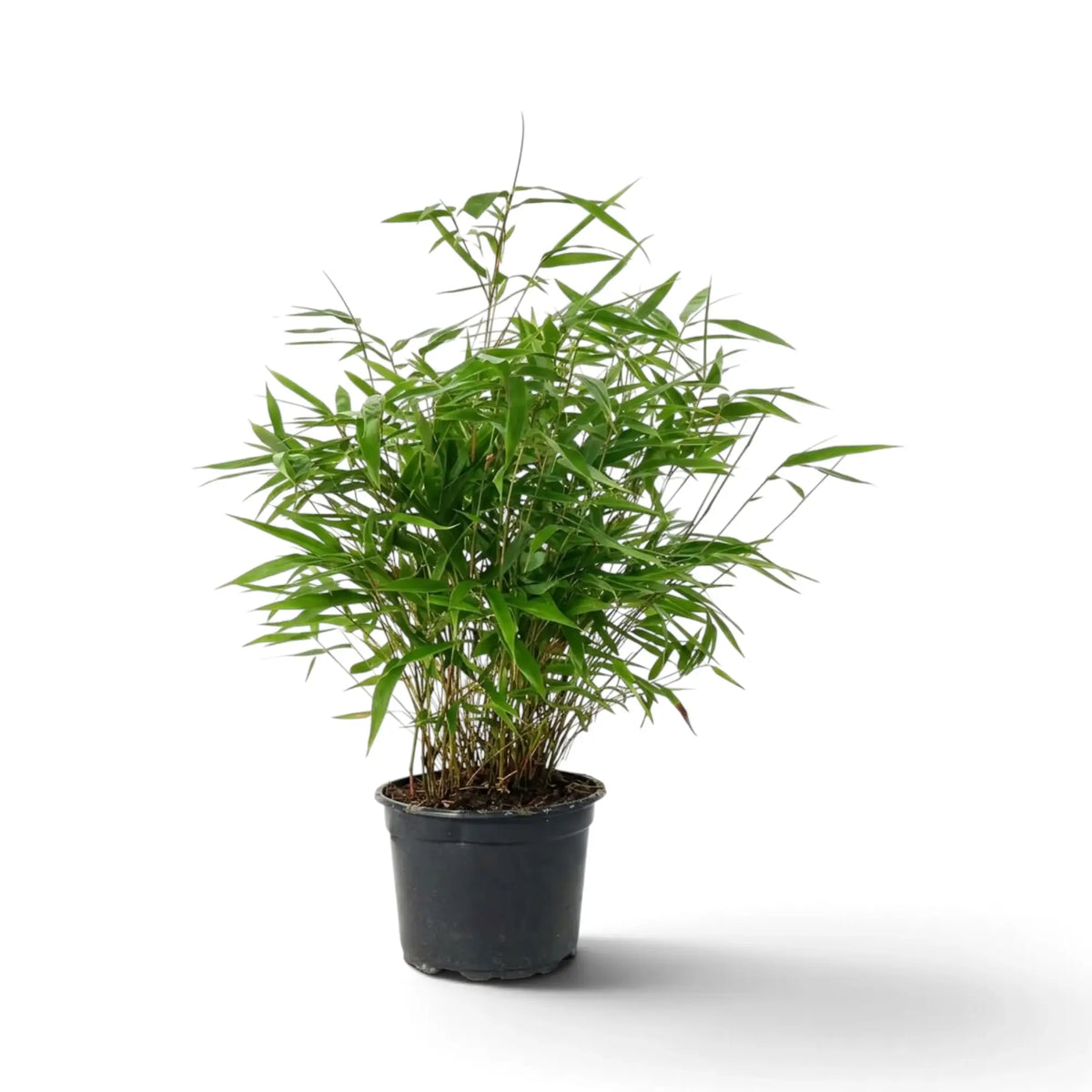 Compact Fargesia 'Formidable' bamboo plant with slender stems and pointed leaves