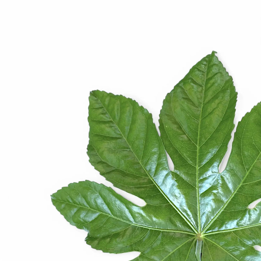 Fatsia japonica close-up of leaf on white background.