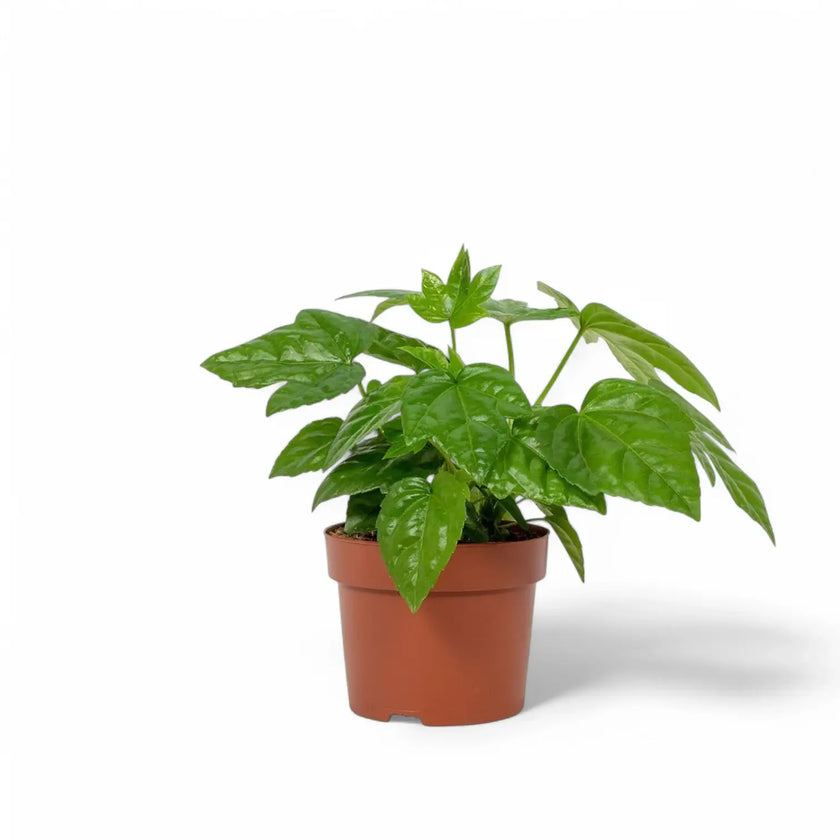 Fatsia japonica potted plant in nursery pot on white background.
