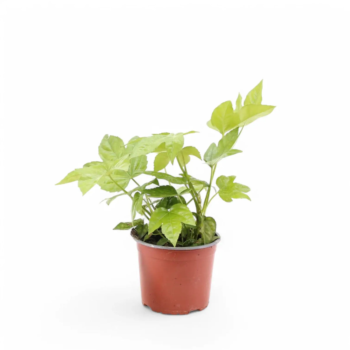 Fatsia japonica – Topfpflanze im Kulturtopf vor weißem Hintergrund, Produktfoto 3.