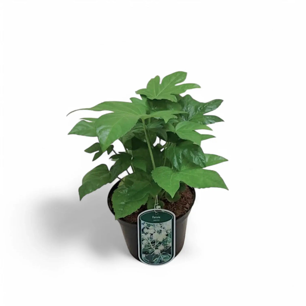 Fatsia japonica – Topfpflanze im Kulturtopf vor weißem Hintergrund, Produktfoto 4.
