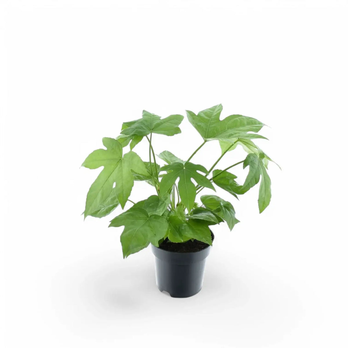 Fatsia japonica – Topfpflanze im Kulturtopf vor weißem Hintergrund, Produktfoto 6.