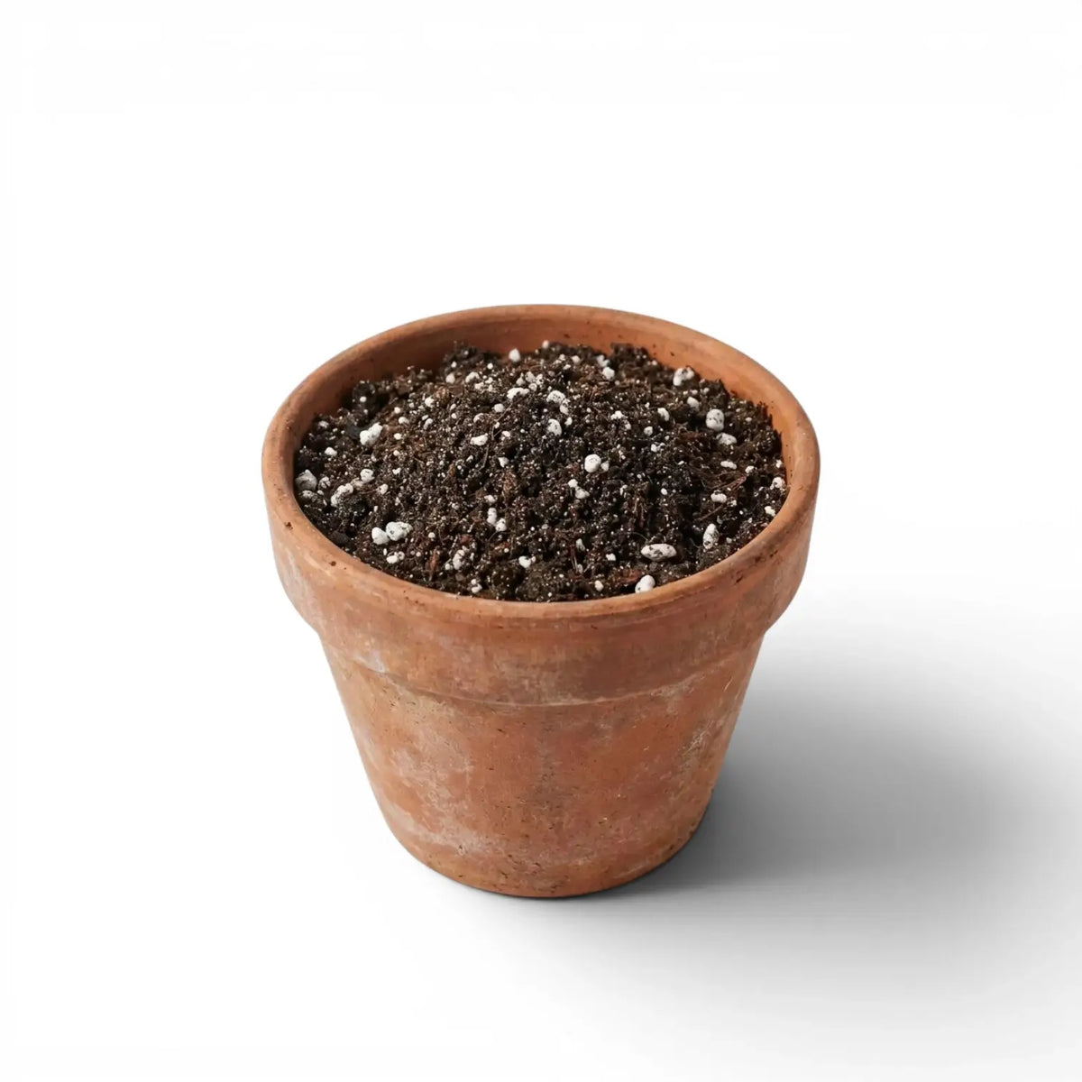Terracotta pot with Fern potting mix n a white background