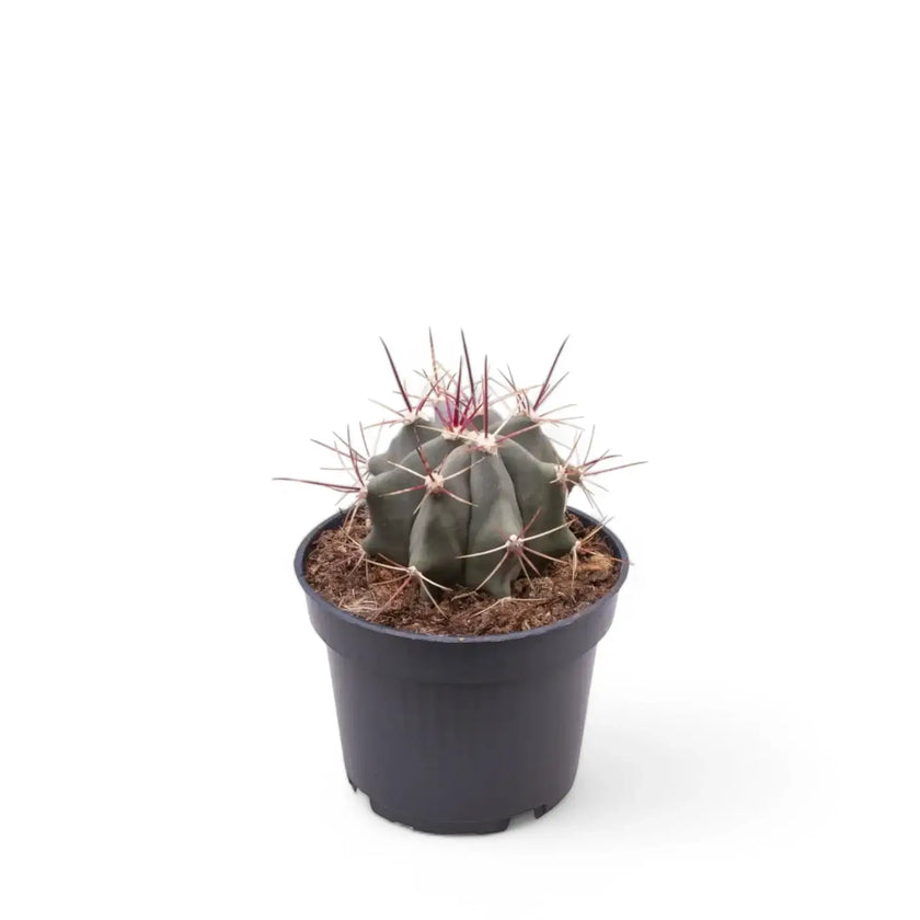 Ferocactus stainesii potted plant in nursery pot on white background.
