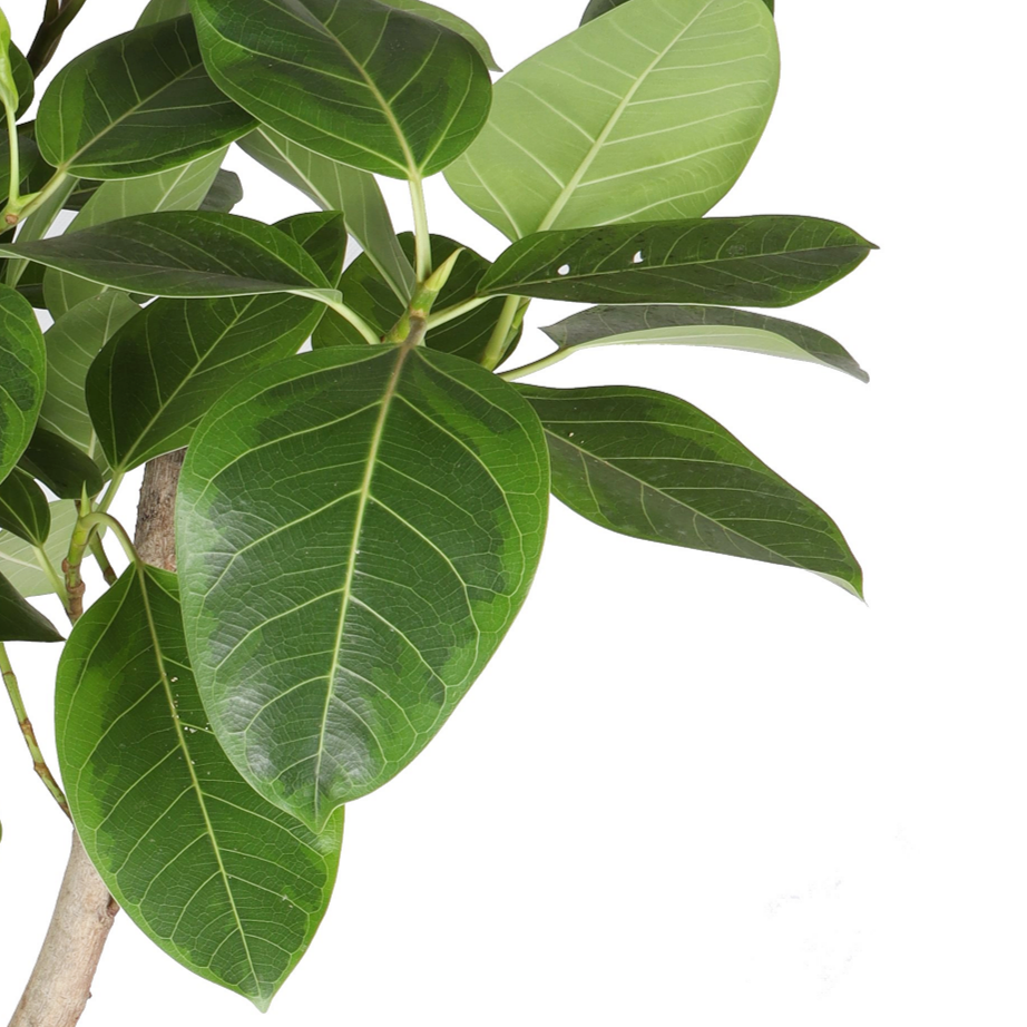 Ficus altissima – Blattdetail vor weißem Hintergrund..
