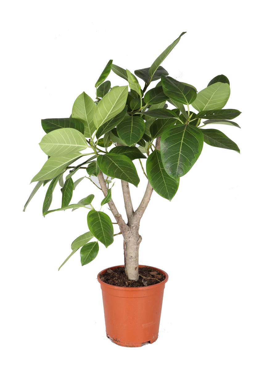 Ficus altissima potted plant in nursery pot on white background.