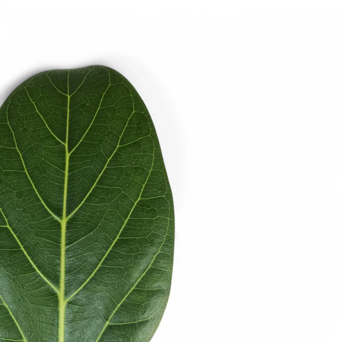 Ficus benghalensis 'Audrey' leaf detail on white background.
