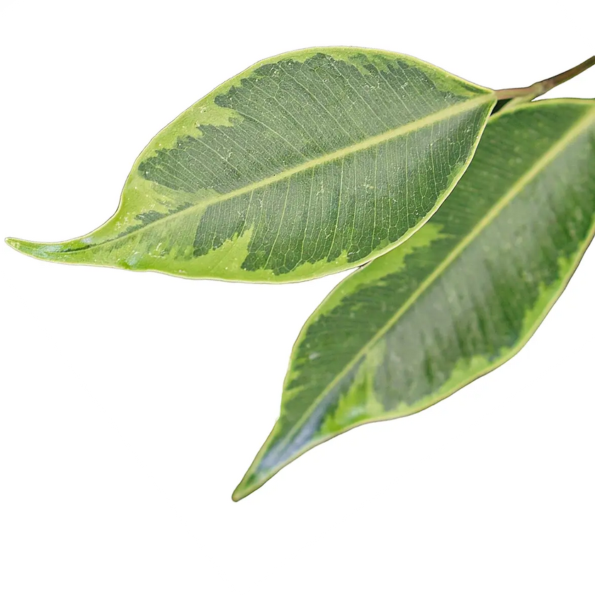 Ficus benjamina 'Anastasia' leaf close-up on white background.