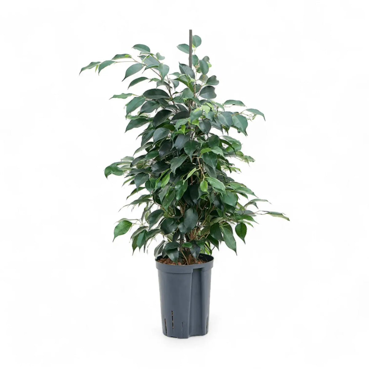 Ficus benjamina 'Danielle' potted plant in nursery pot on white background.