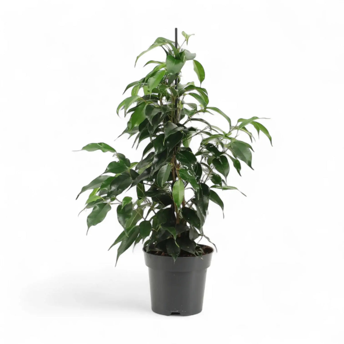 Ficus benjamina 'Danielle' potted plant in nursery pot on white background.