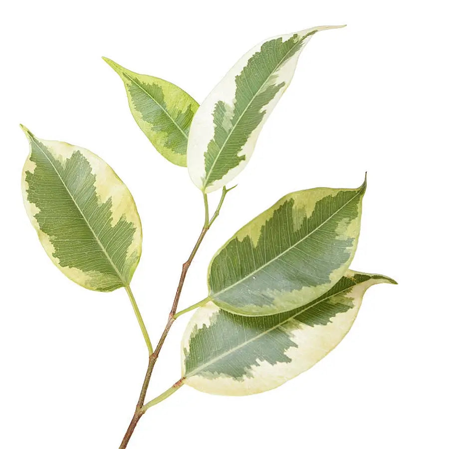 Ficus benjamina 'Golden King' leaf close-up on white background.