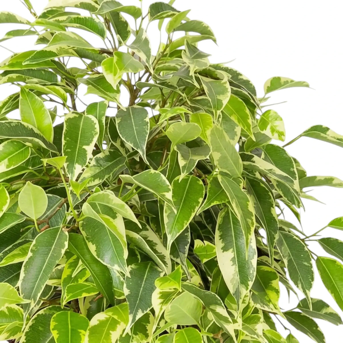 Hell gerandete Blätter von Ficus benjamina 'Kinky' mit frischen hellgrünen Trieben