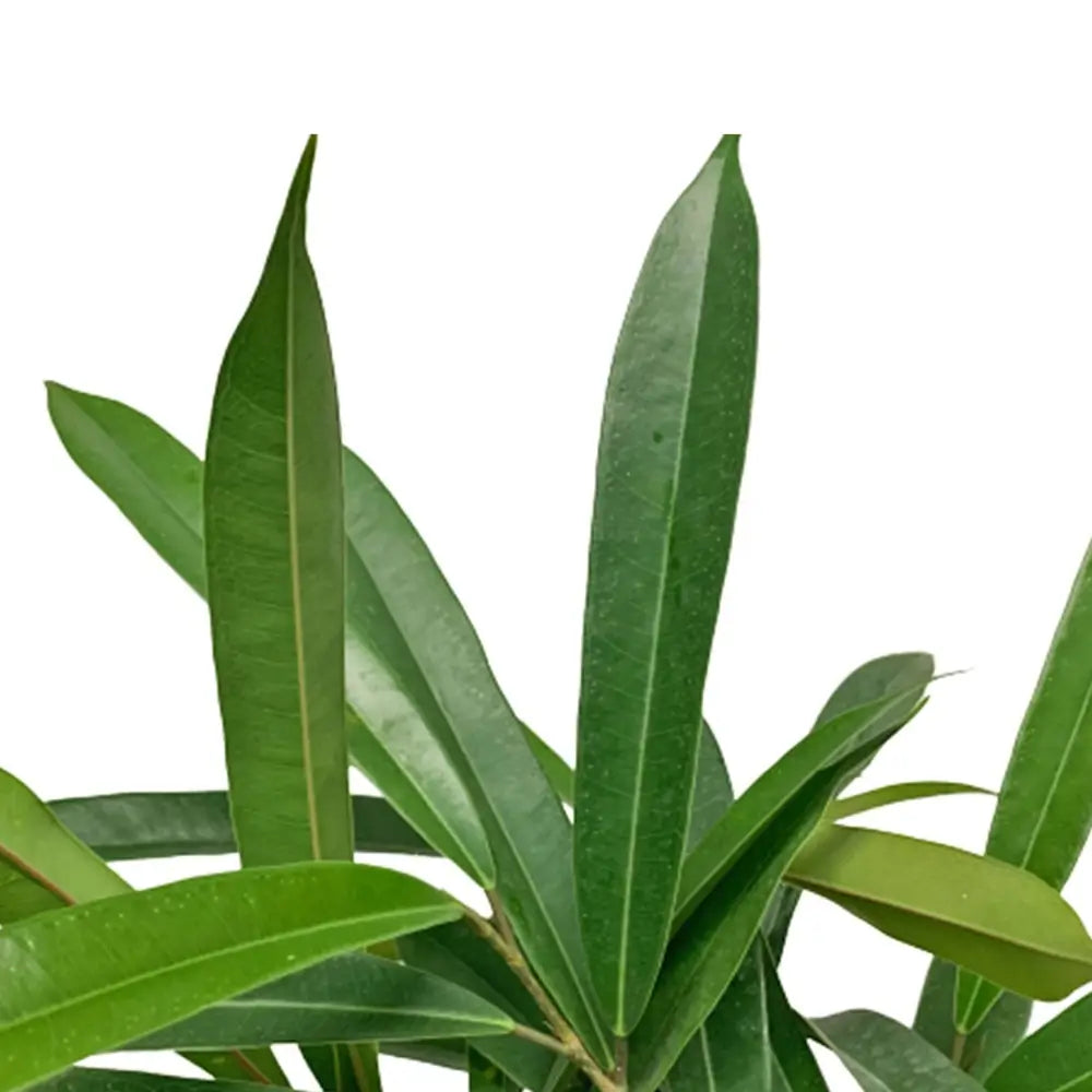 Ficus binnendijkii 'Amstel King' close-up of leaf on white background.