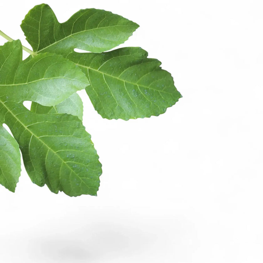Ficus carica leaf close-up on white background.