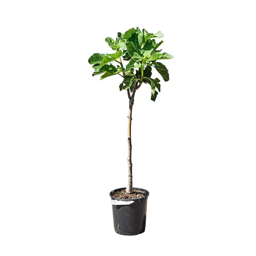 Ficus carica variegata Zimmerpflanze im Anzuchttopf vor weißem Hintergrund, Produktfoto 2.