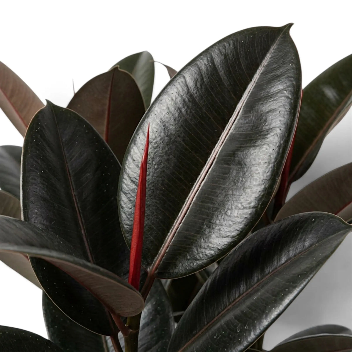 Close-up of Ficus elastica 'Abidjan' with glossy near-black leaves and a red new leaf