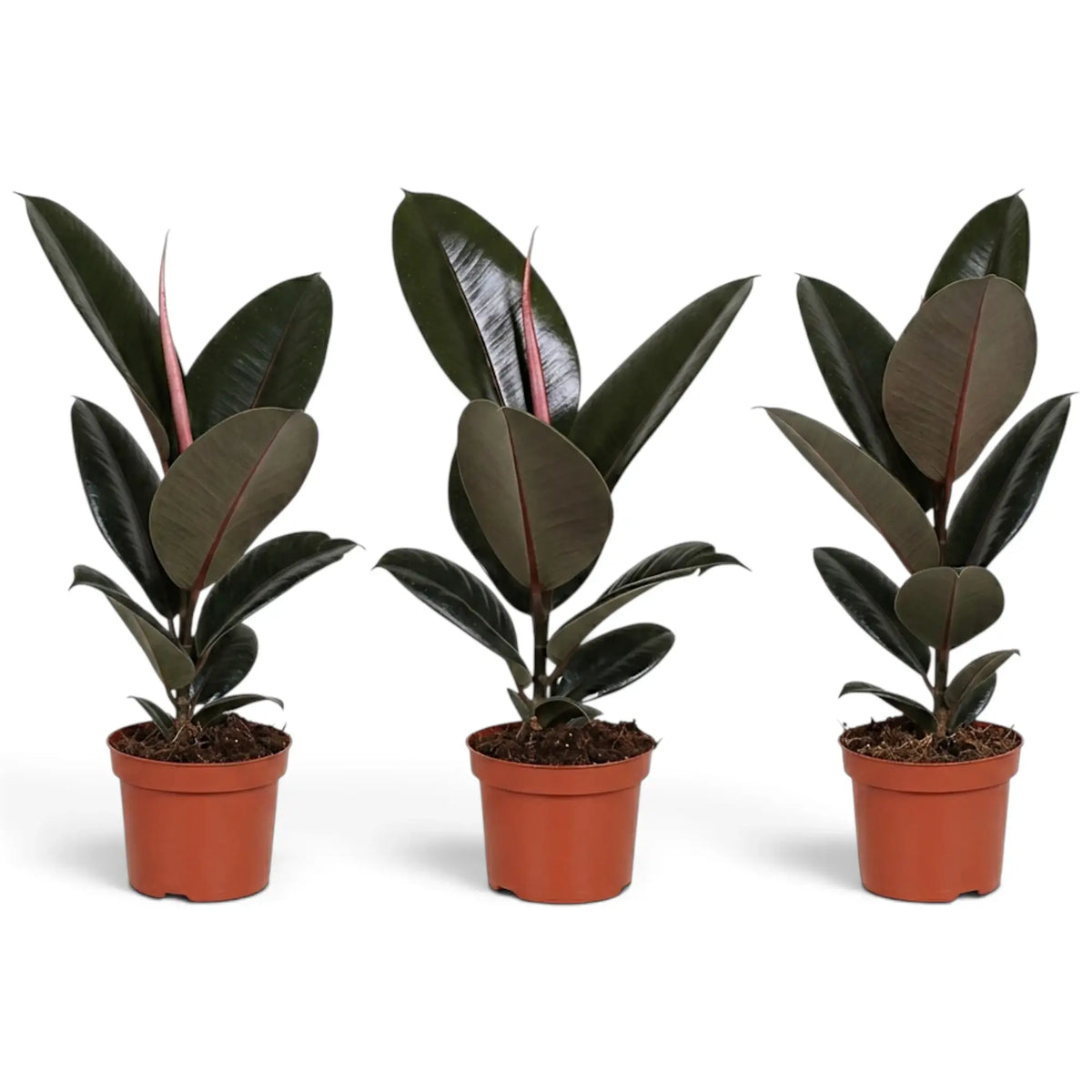 Three medium Ficus elastica 'Abidjan' plants showing natural variation in leaf size