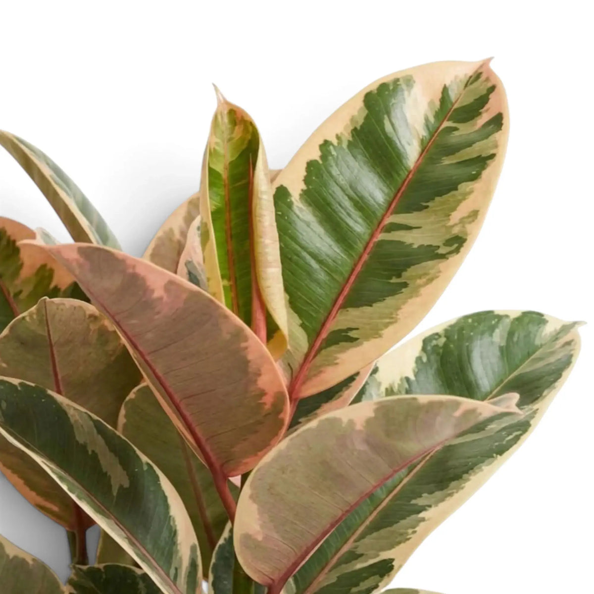 Cremefarben, grün und rotviolett gezeichnetes Blatt von Ficus elastica ‘Belize’