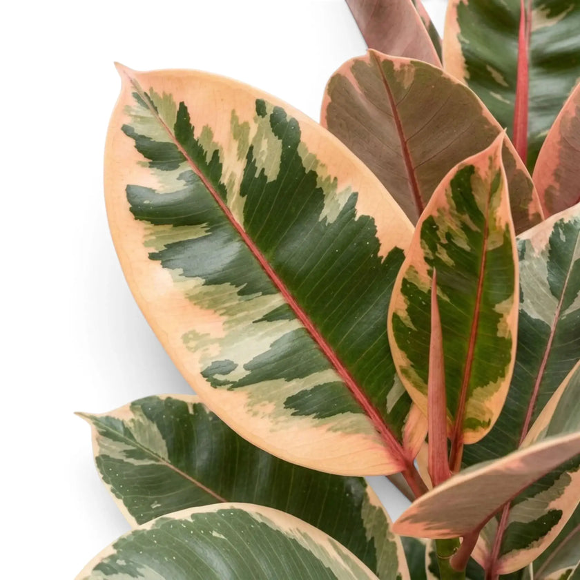 Cream, green and red-purple leaf of Ficus elastica ‘Belize’