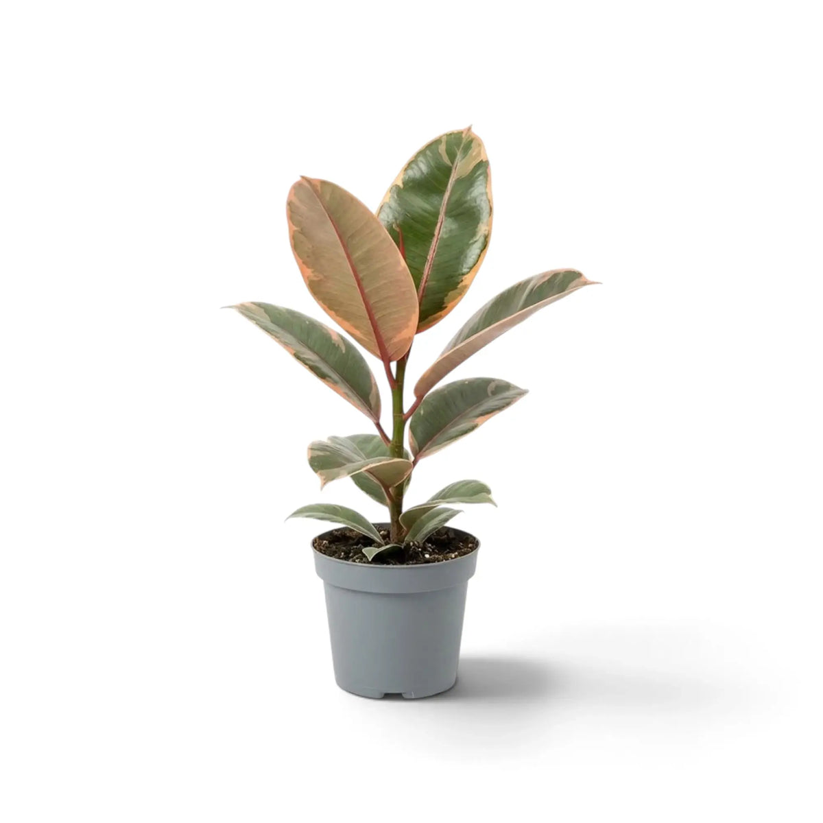 Ficus elastica ‘Belize’ im Kulturtopf mit cremefarben, grün und rotviolett gezeichneten Blättern