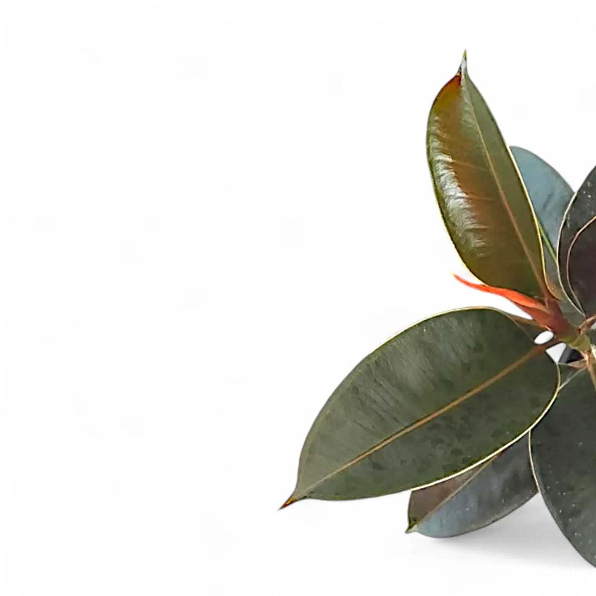 Ficus elastica 'Melany' – Topfpflanze im Kulturtopf vor weißem Hintergrund, Produktfoto 5.