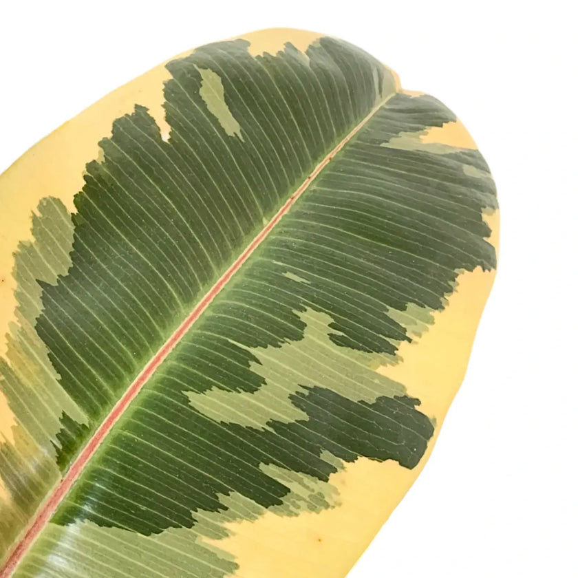 Ficus elastica 'Tineke' – Blattdetail vor weißem Hintergrund..