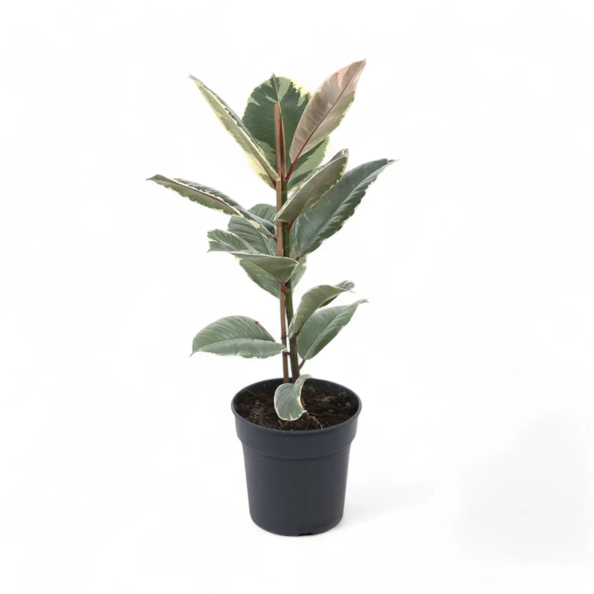 Ficus elastica 'Tineke' potted plant in nursery pot on white background.