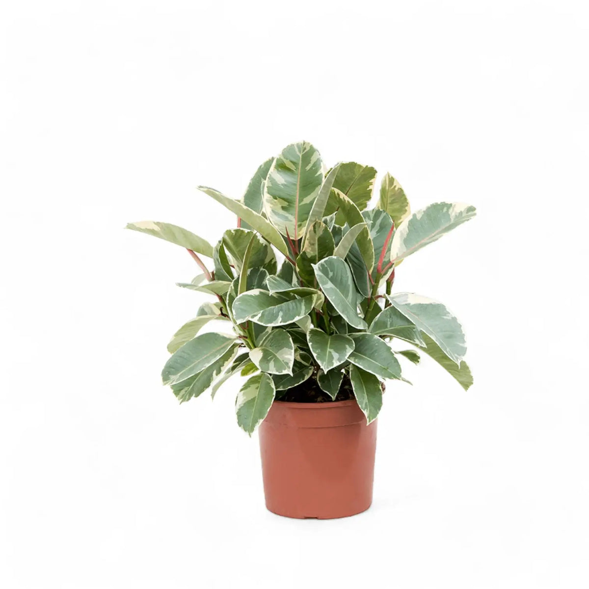 Ficus elastica 'Tineke' potted plant in nursery pot on white background.
