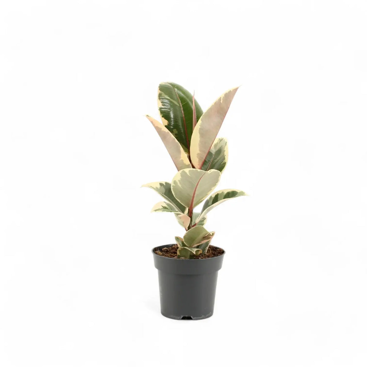 Ficus elastica 'Tineke' potted plant in nursery pot on white background.