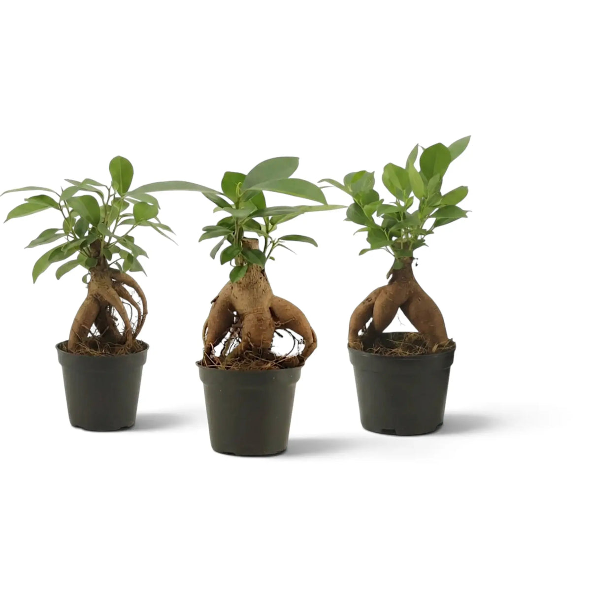 Baby Ficus microcarpa 'Ginseng' in a nursery pot with bulbous exposed roots and a rounded green canopy