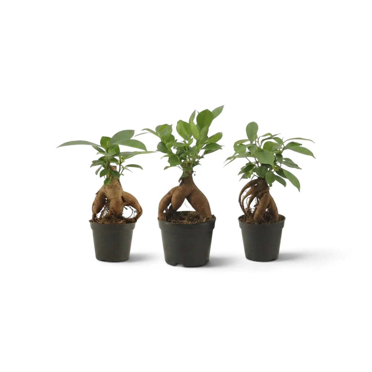 Full view of baby Ficus microcarpa 'Ginseng' with twisting exposed roots and a branched green canopy