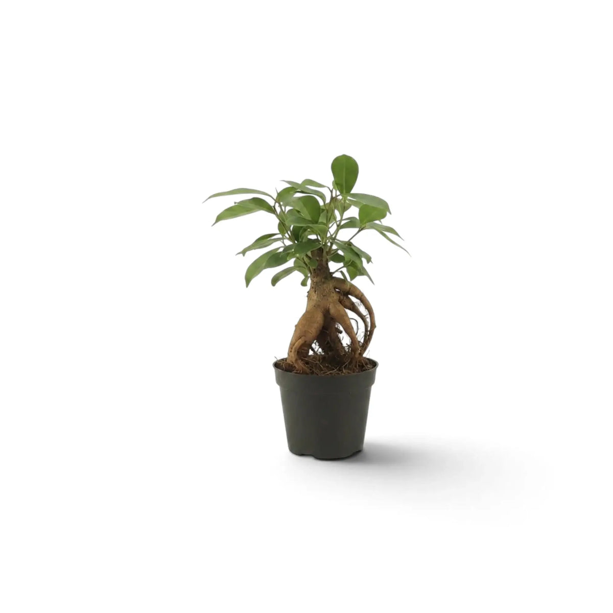 Baby Ficus microcarpa 'Ginseng' with bulbous exposed roots and glossy oval leaves