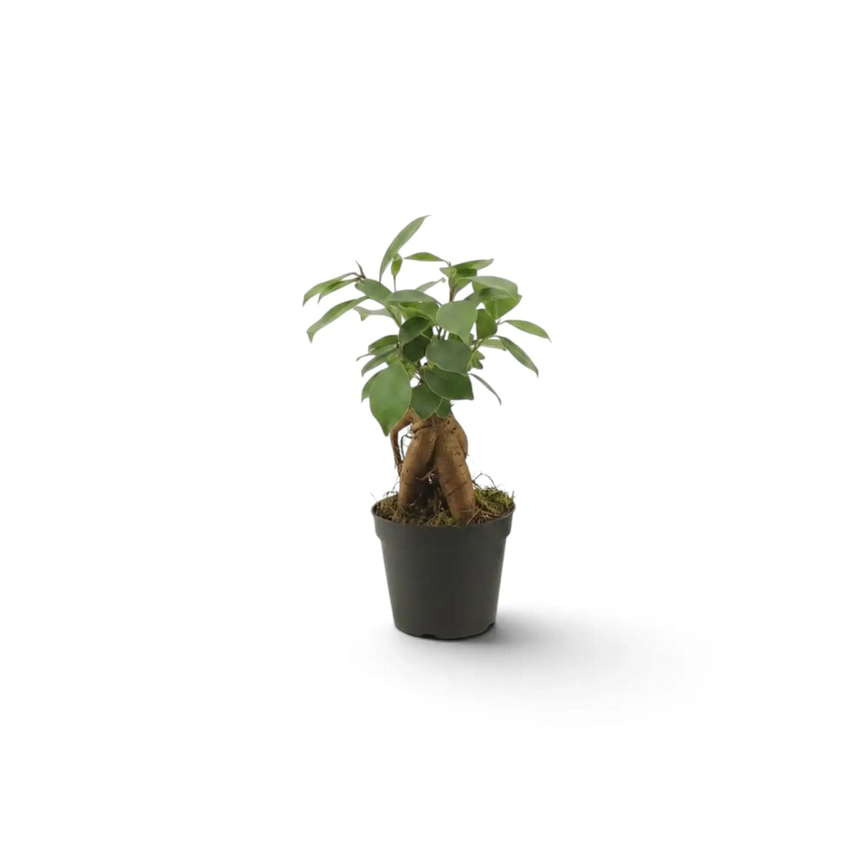 Full view of baby Ficus microcarpa 'Ginseng' with bulbous exposed roots and glossy green foliage