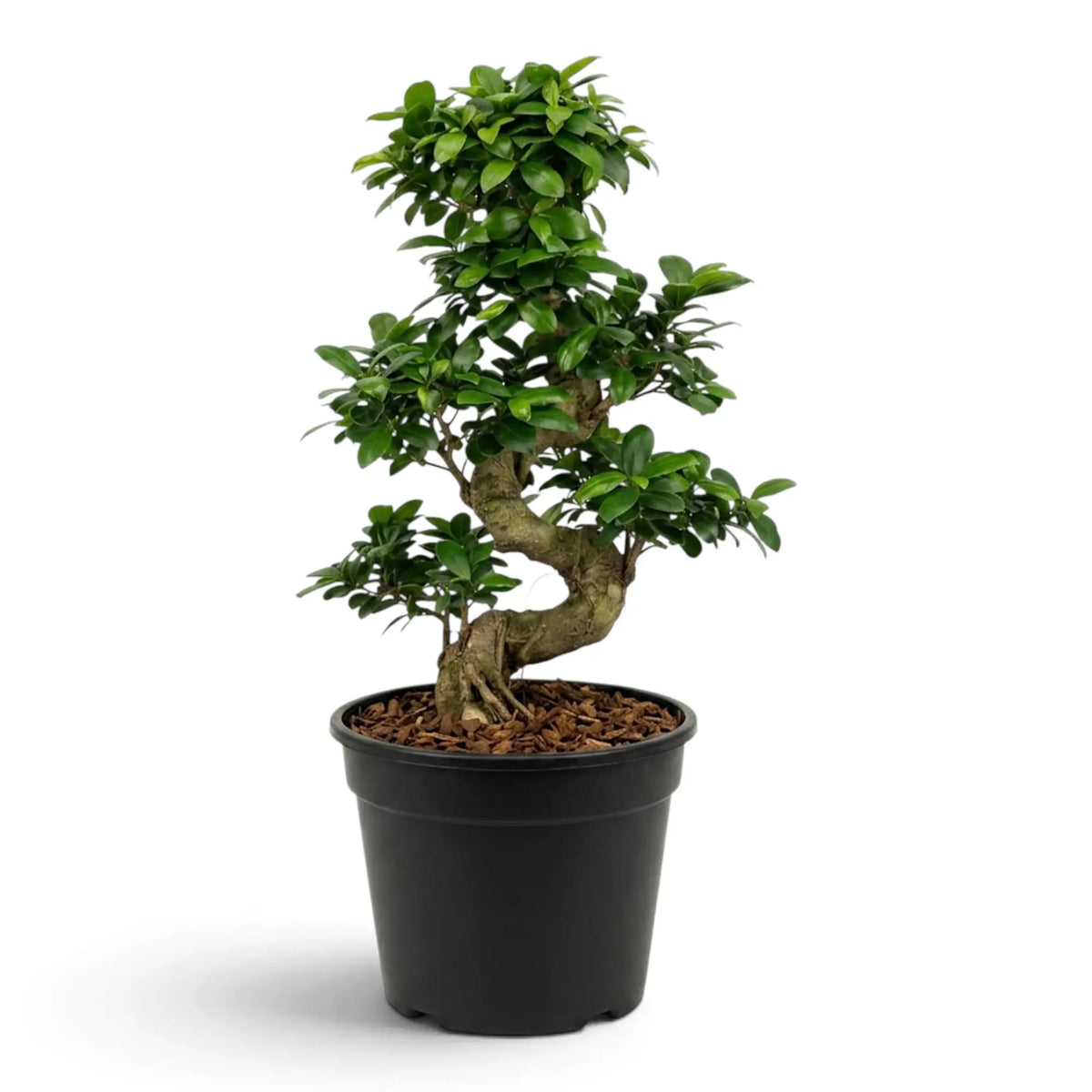 Extra-large Ficus microcarpa 'Ginseng' with bulbous exposed roots and glossy green foliage