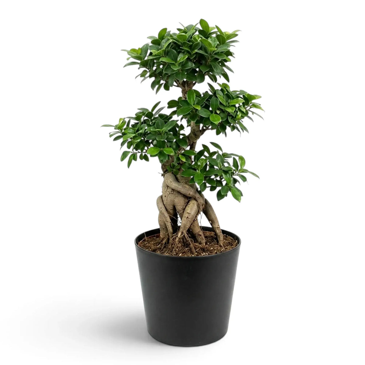 Extra-large Ficus microcarpa 'Ginseng' with a swollen root base and dense green foliage