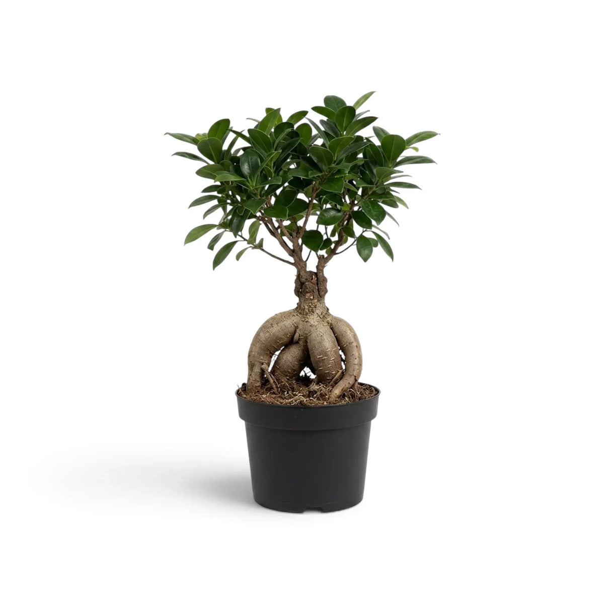 Medium Ficus microcarpa 'Ginseng' with bulbous exposed roots and glossy green foliage