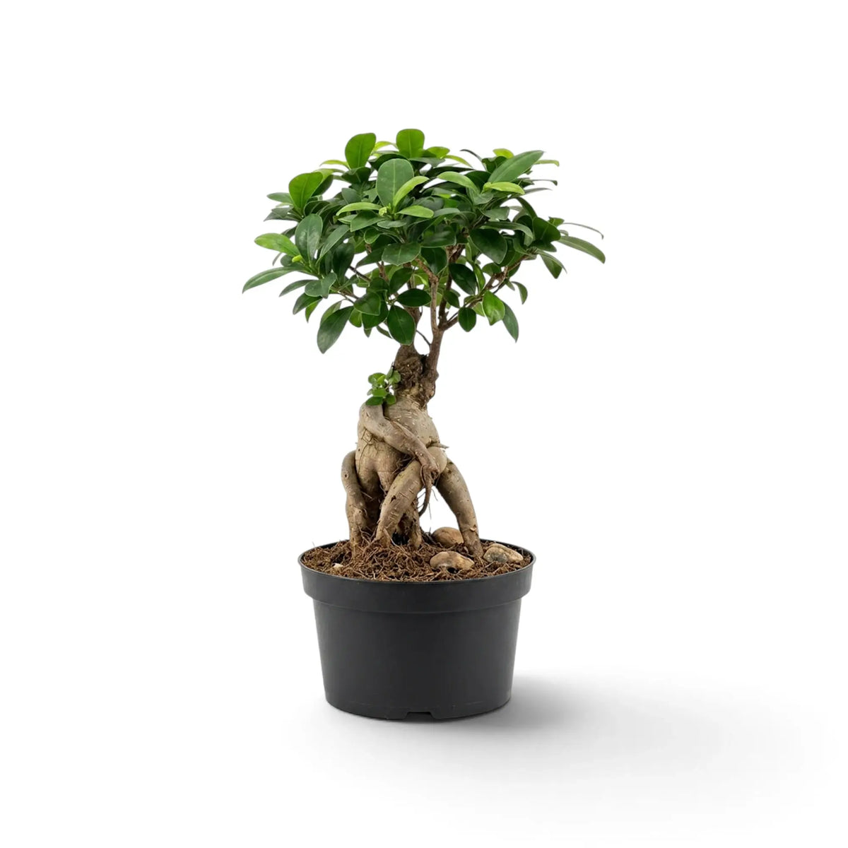 Full view of medium Ficus microcarpa 'Ginseng' with twisting exposed roots and a branched green canopy