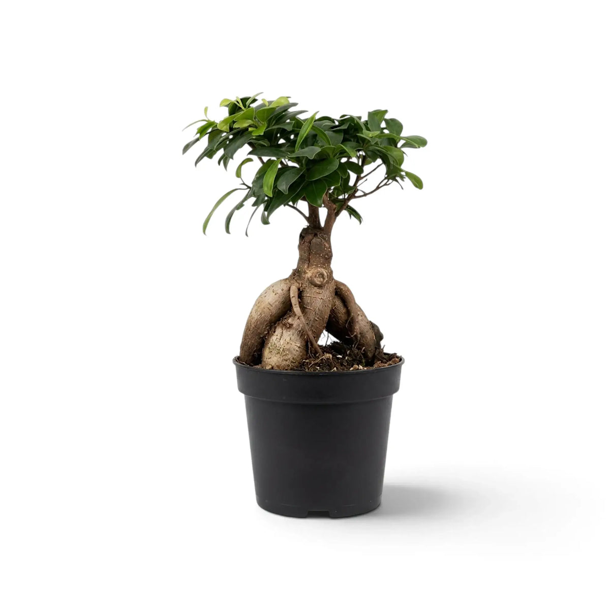 Medium Ficus microcarpa 'Ginseng' with bulbous exposed roots and glossy oval leaves