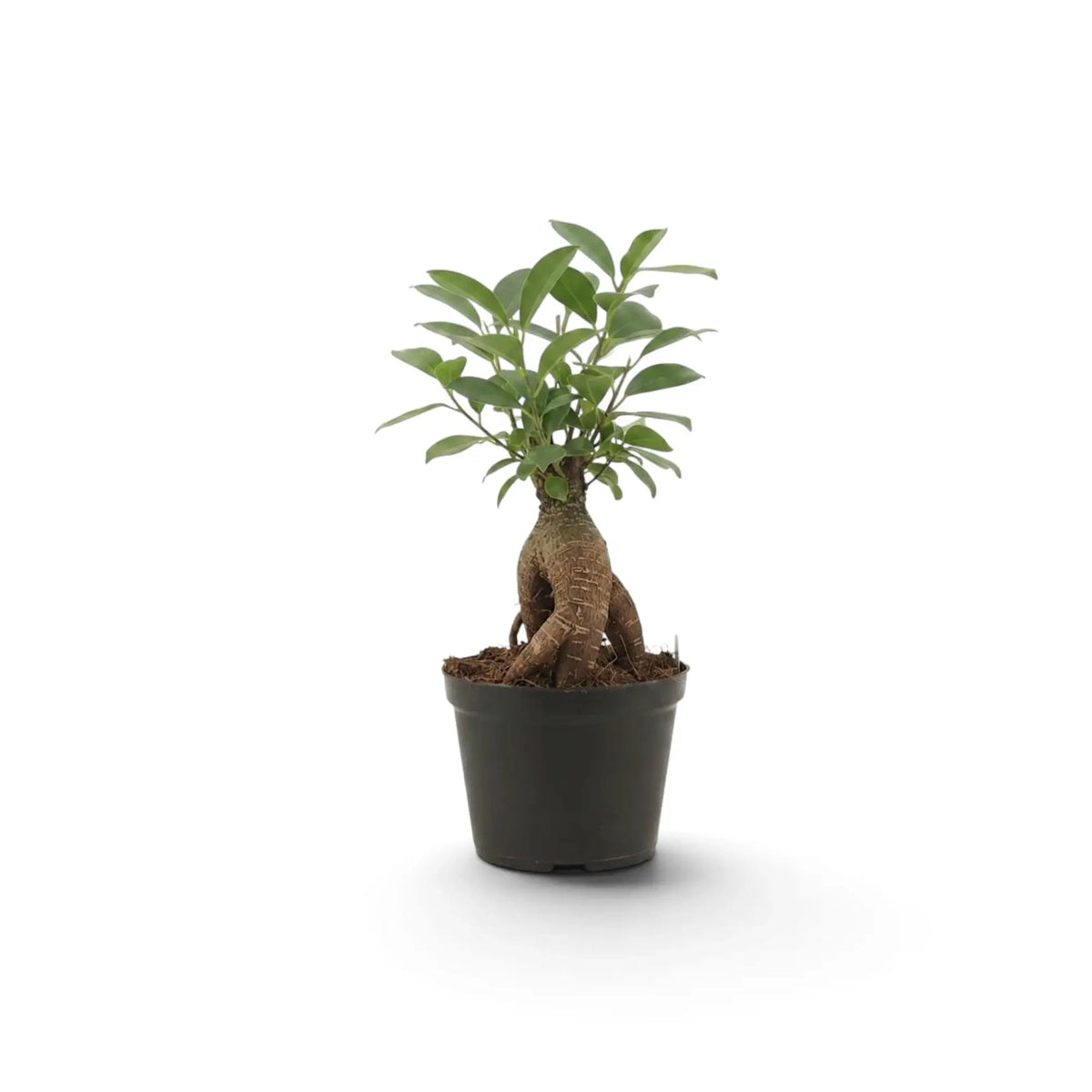 Small Ficus microcarpa 'Ginseng' with a swollen root base and dense green foliage