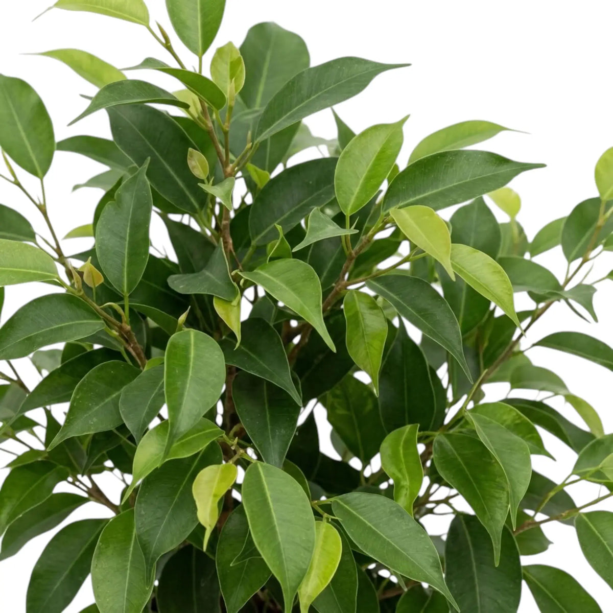 Glänzend dunkelgrüne Blätter von Ficus benjamina 'Natasja' mit hellerem frischem Austrieb