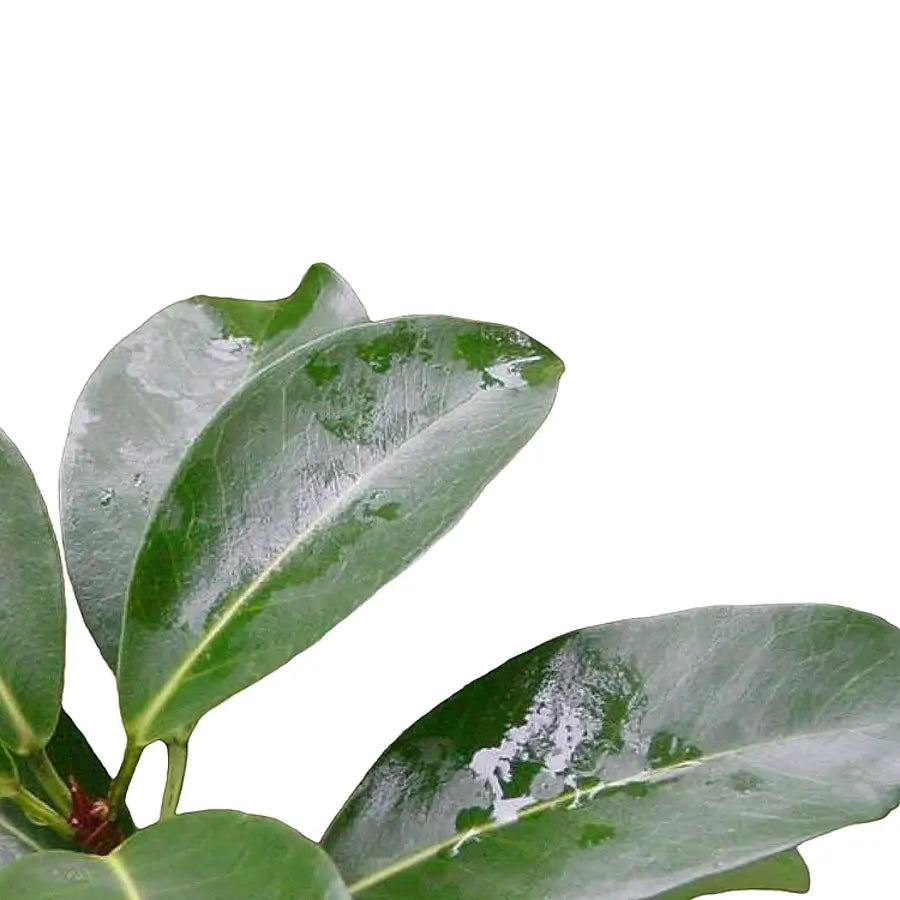 Ficus reflexa – Blattdetail vor weißem Hintergrund..