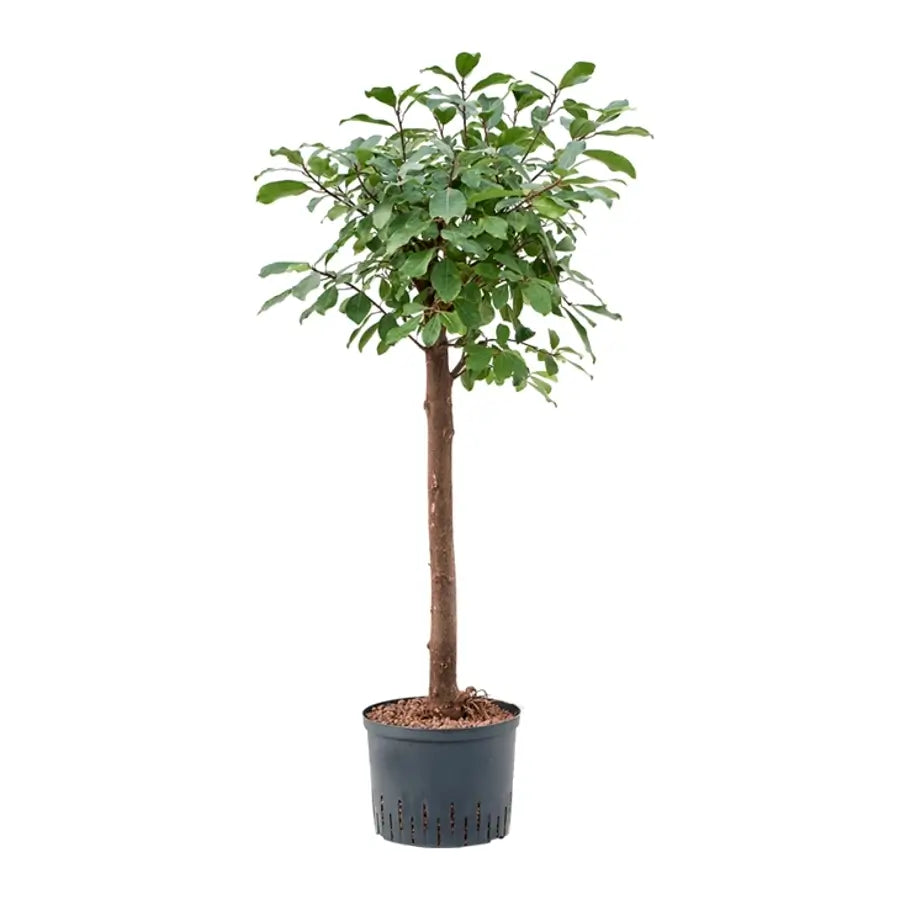 Ficus reflexa Zimmerpflanze im Anzuchttopf vor weißem Hintergrund, Produktfoto 2.