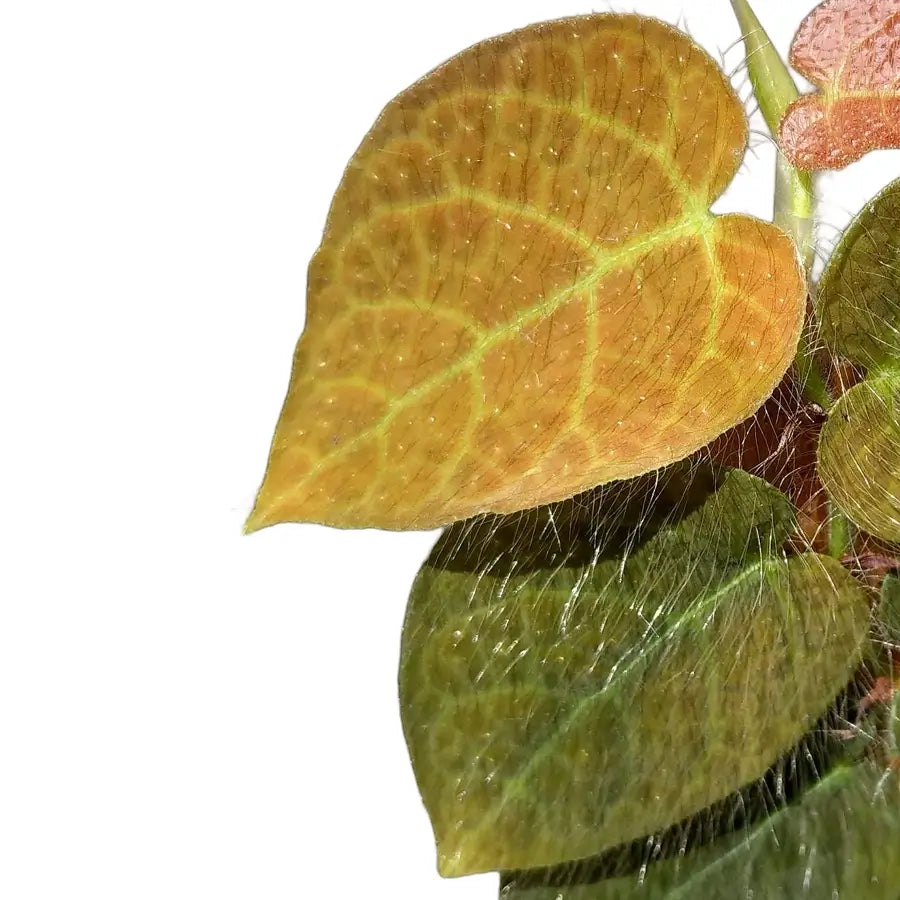 Ficus villosa – Blattdetail vor weißem Hintergrund..