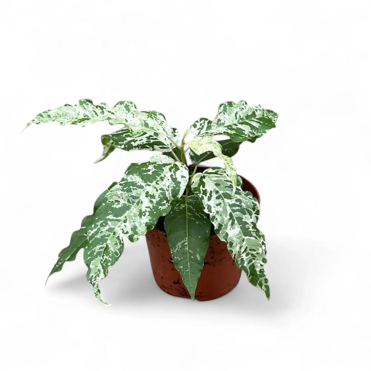 Ficus virens 'Snowstorm' – Topfpflanze im Kulturtopf vor weißem Hintergrund, Produktfoto 2.