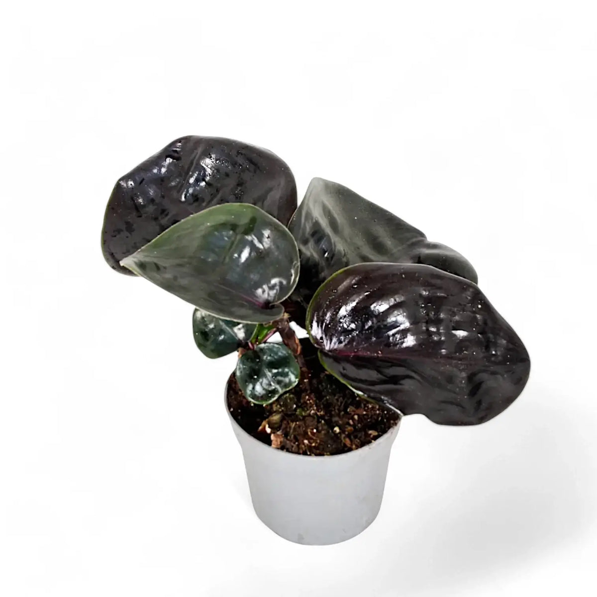 Geogenanthus ciliatus 'Midnight Pearl' potted plant in nursery pot on white background.